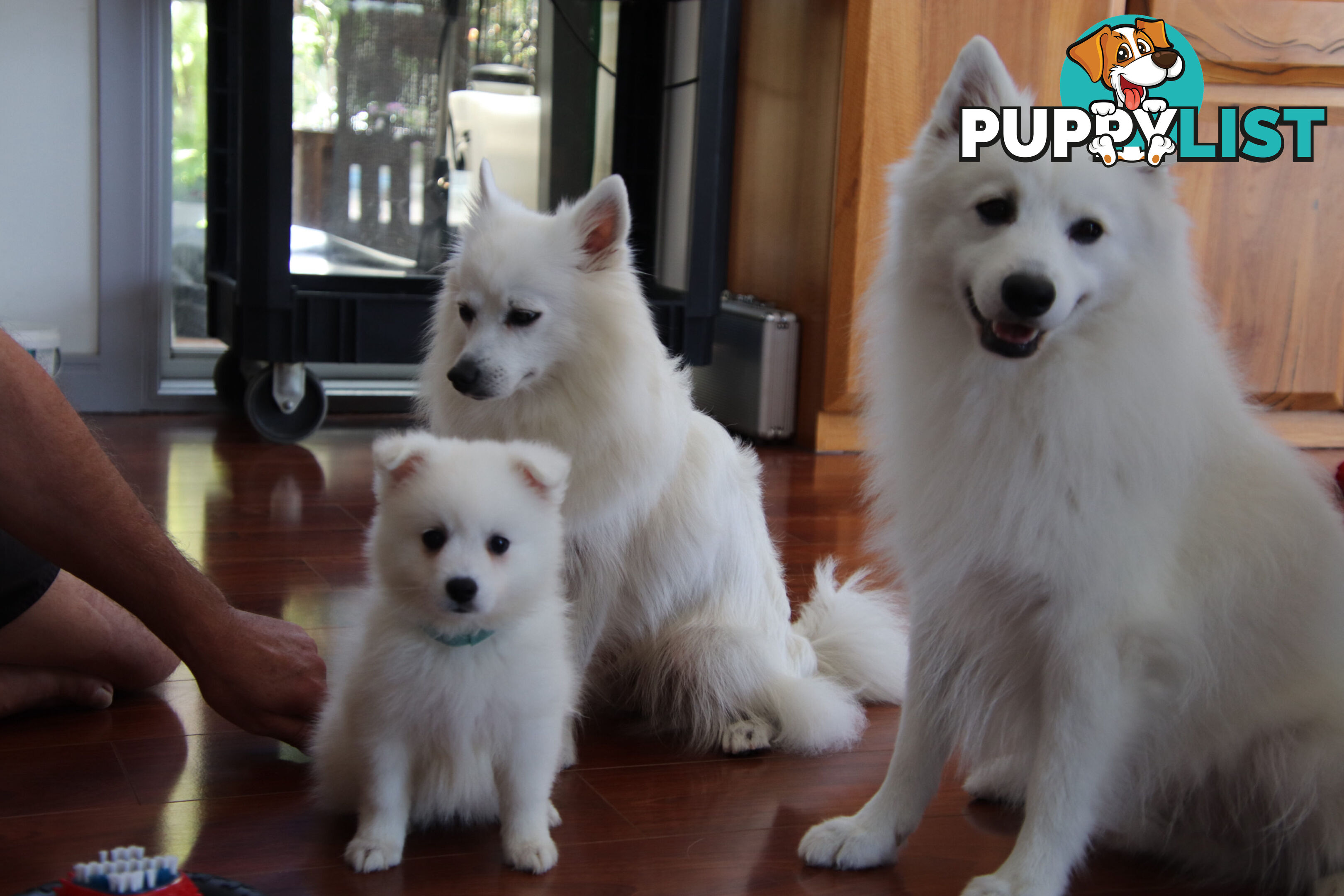 Japanese Spitz pure breed