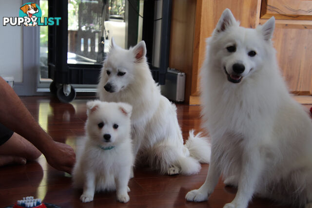 Japanese Spitz pure breed