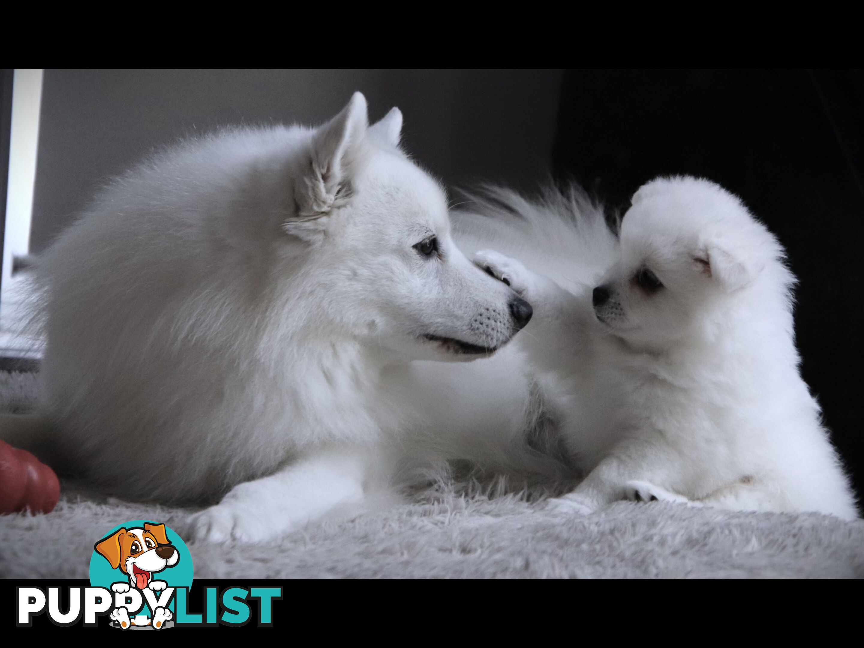 Japanese Spitz pure breed