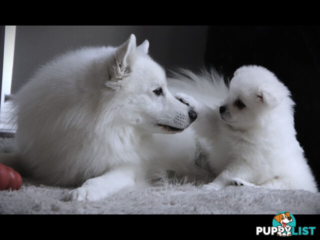 Japanese Spitz pure breed