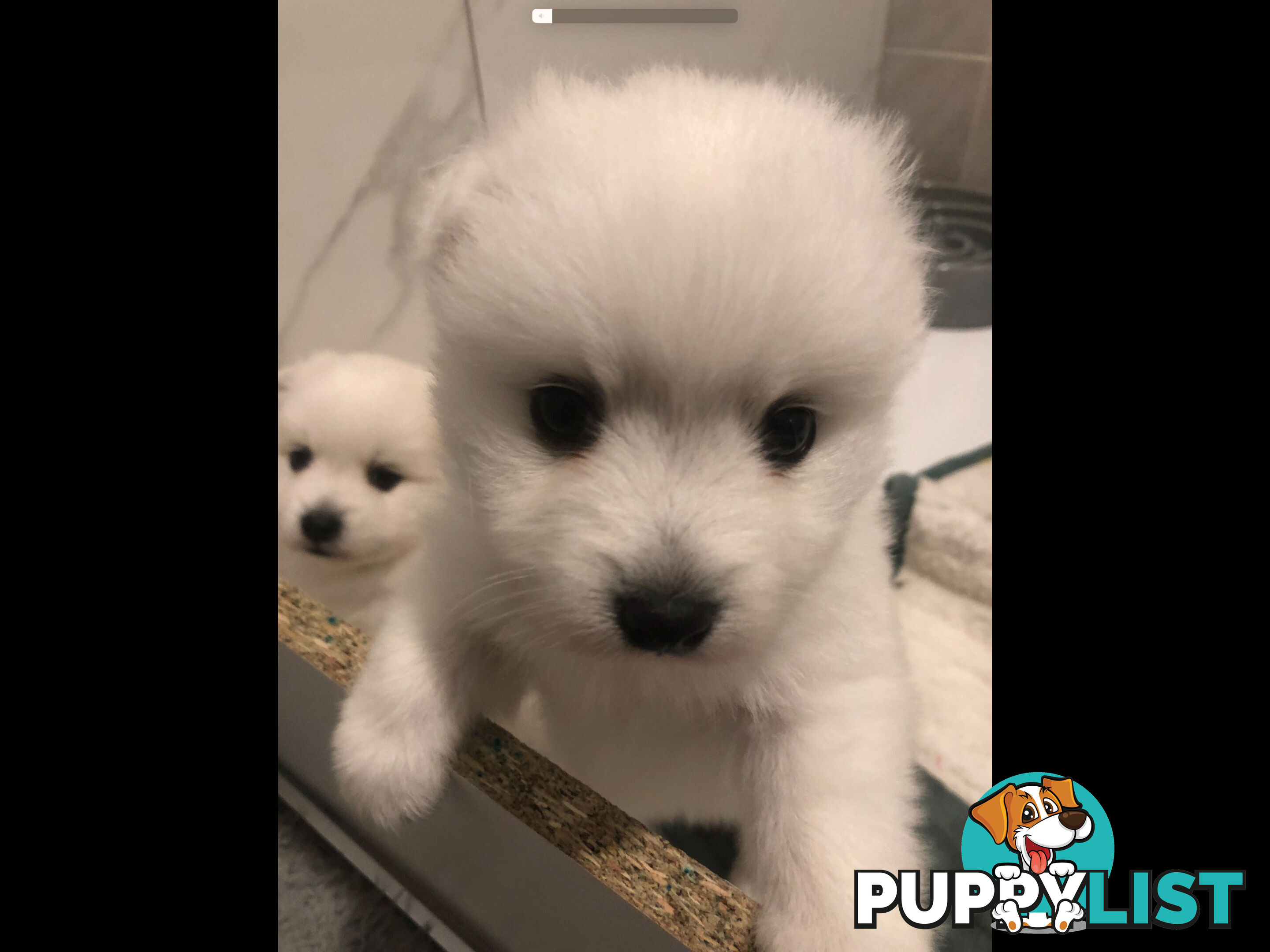 Japanese Spitz pure breed