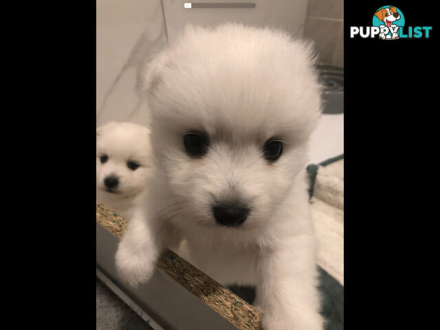 Japanese Spitz pure breed