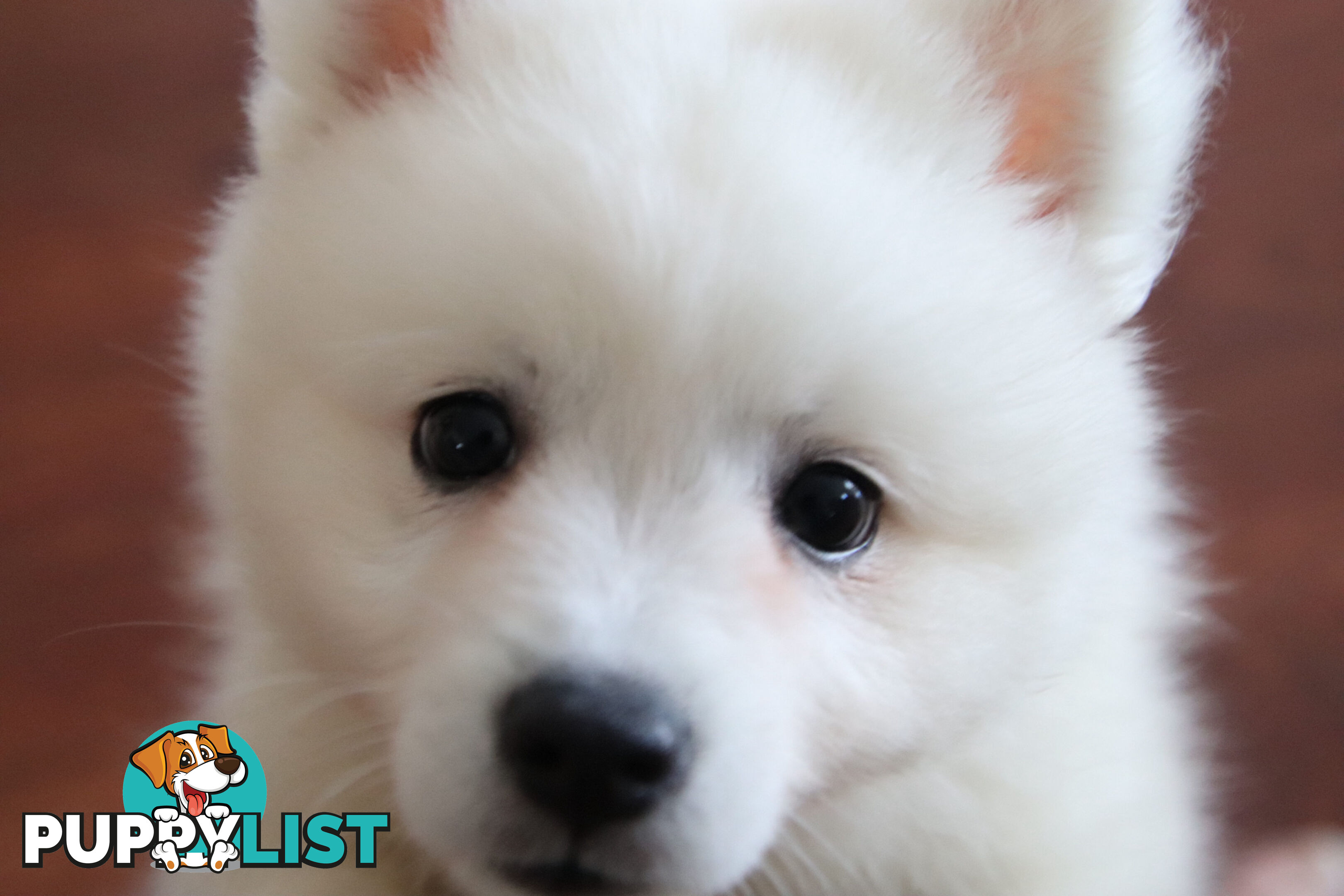 Japanese Spitz pure breed