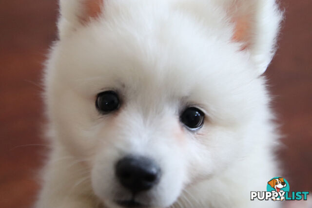 Japanese Spitz pure breed