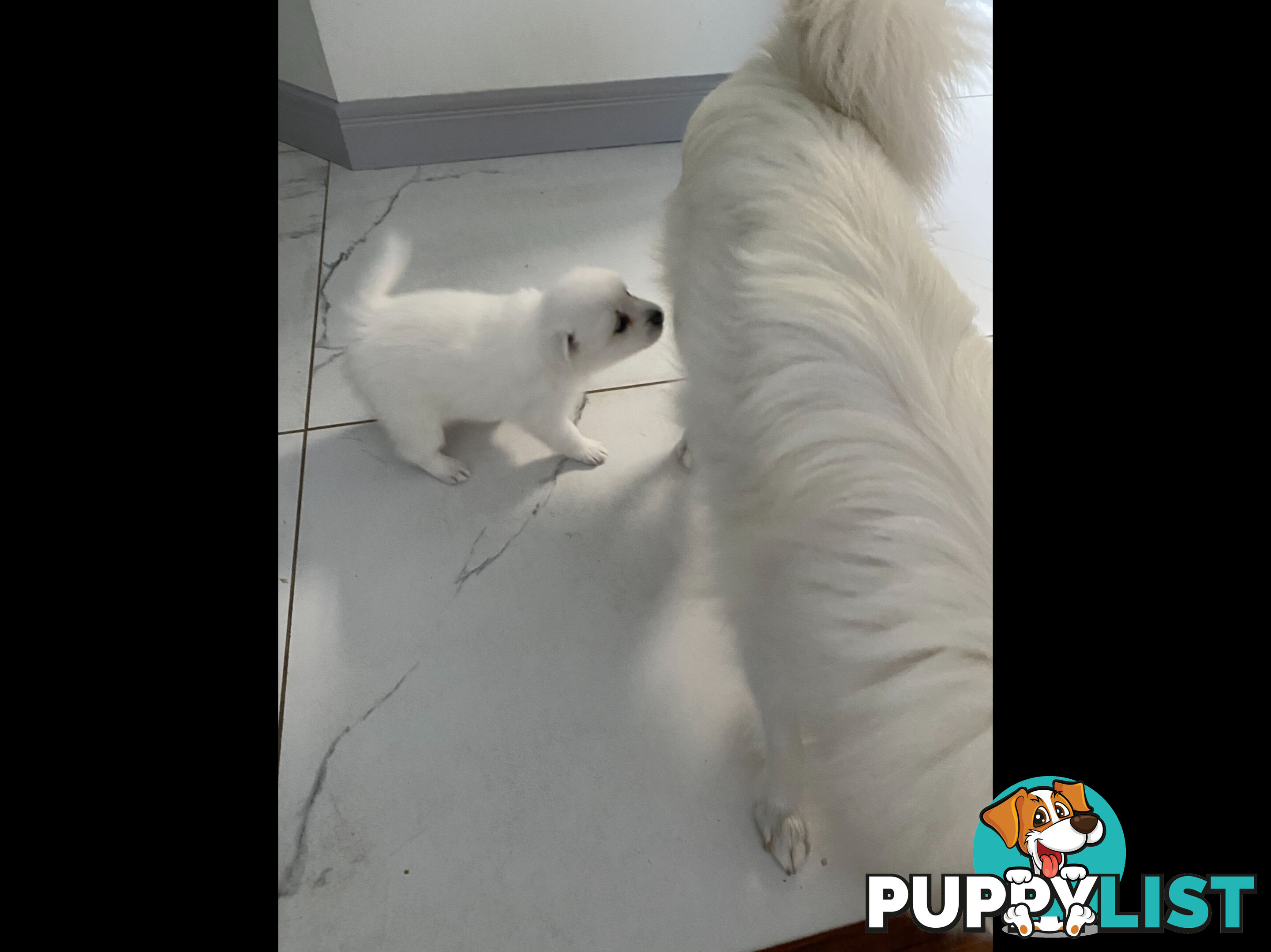 Japanese Spitz pure breed