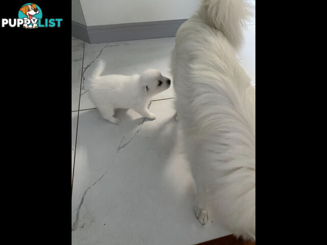 Japanese Spitz pure breed