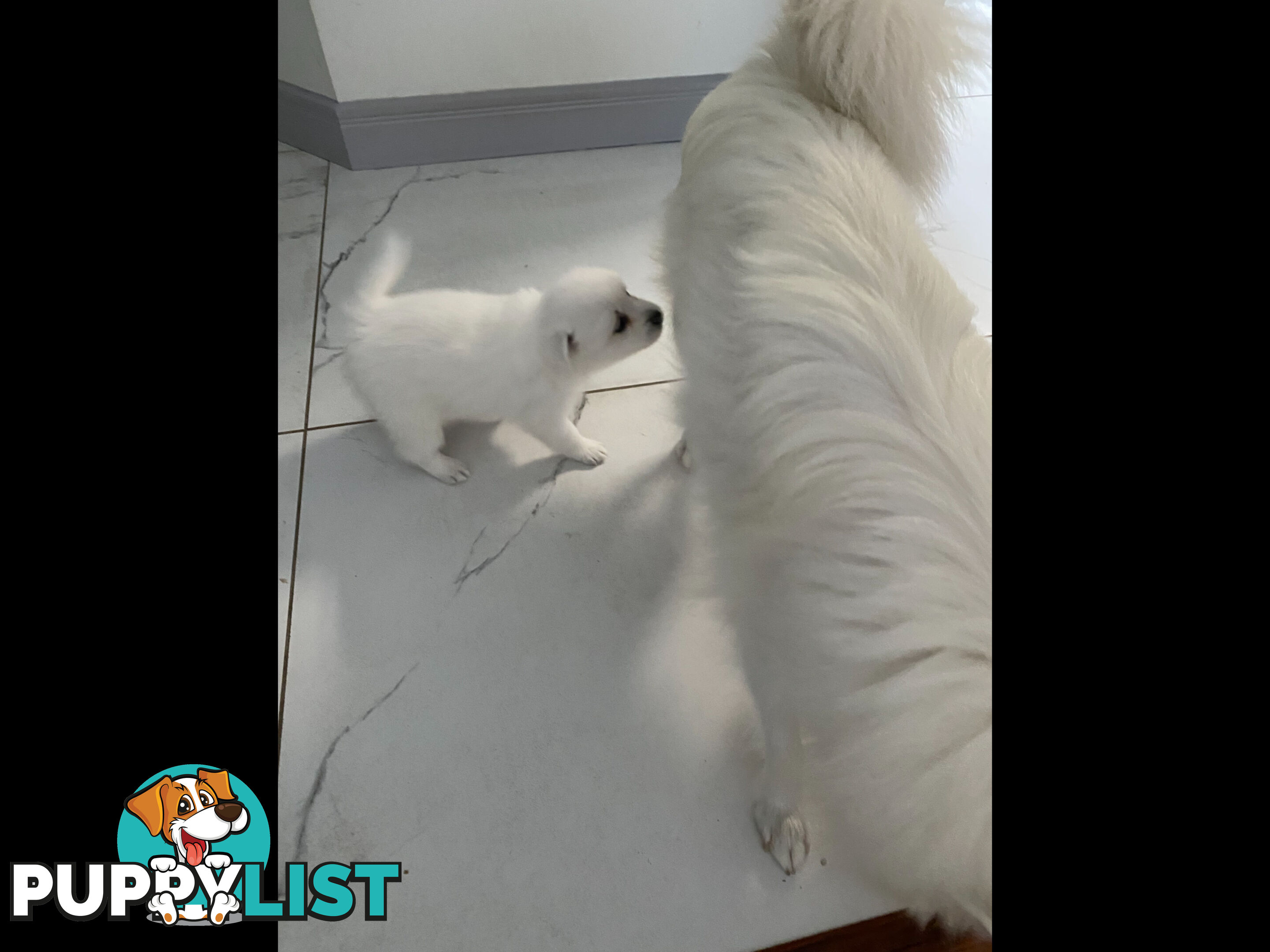 Japanese Spitz pure breed