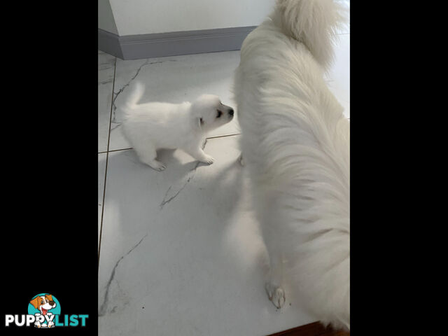 Japanese Spitz pure breed