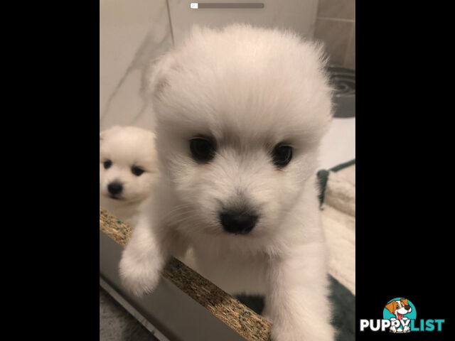 Japanese Spitz pure breed