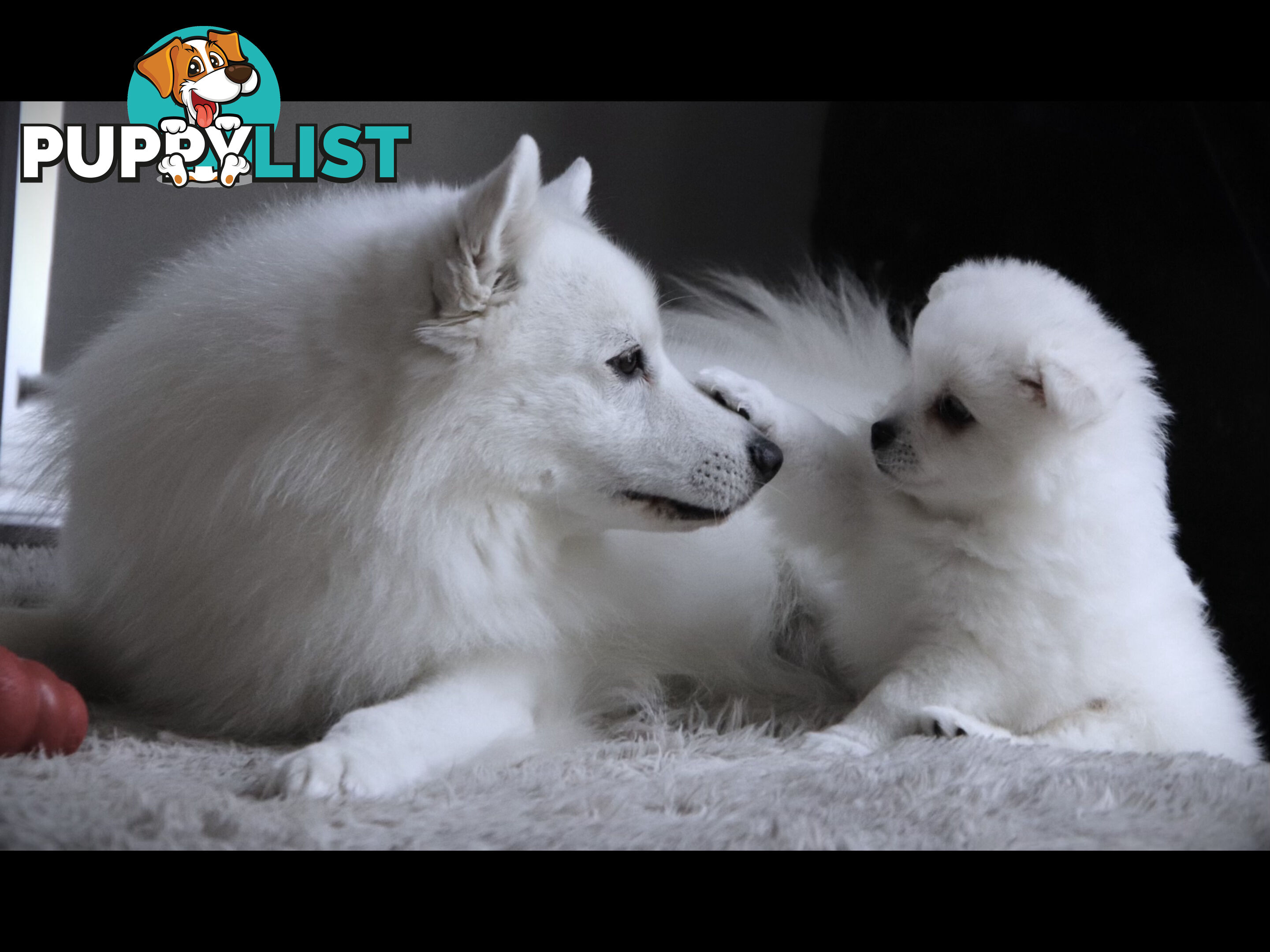 Japanese Spitz pure breed