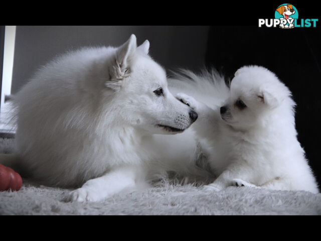 Japanese Spitz pure breed