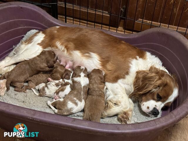 Cavalier King Charles