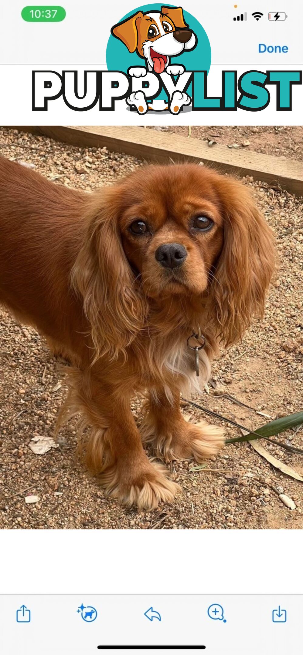 Cavalier King Charles