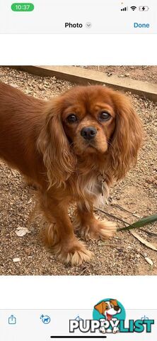 Cavalier King Charles