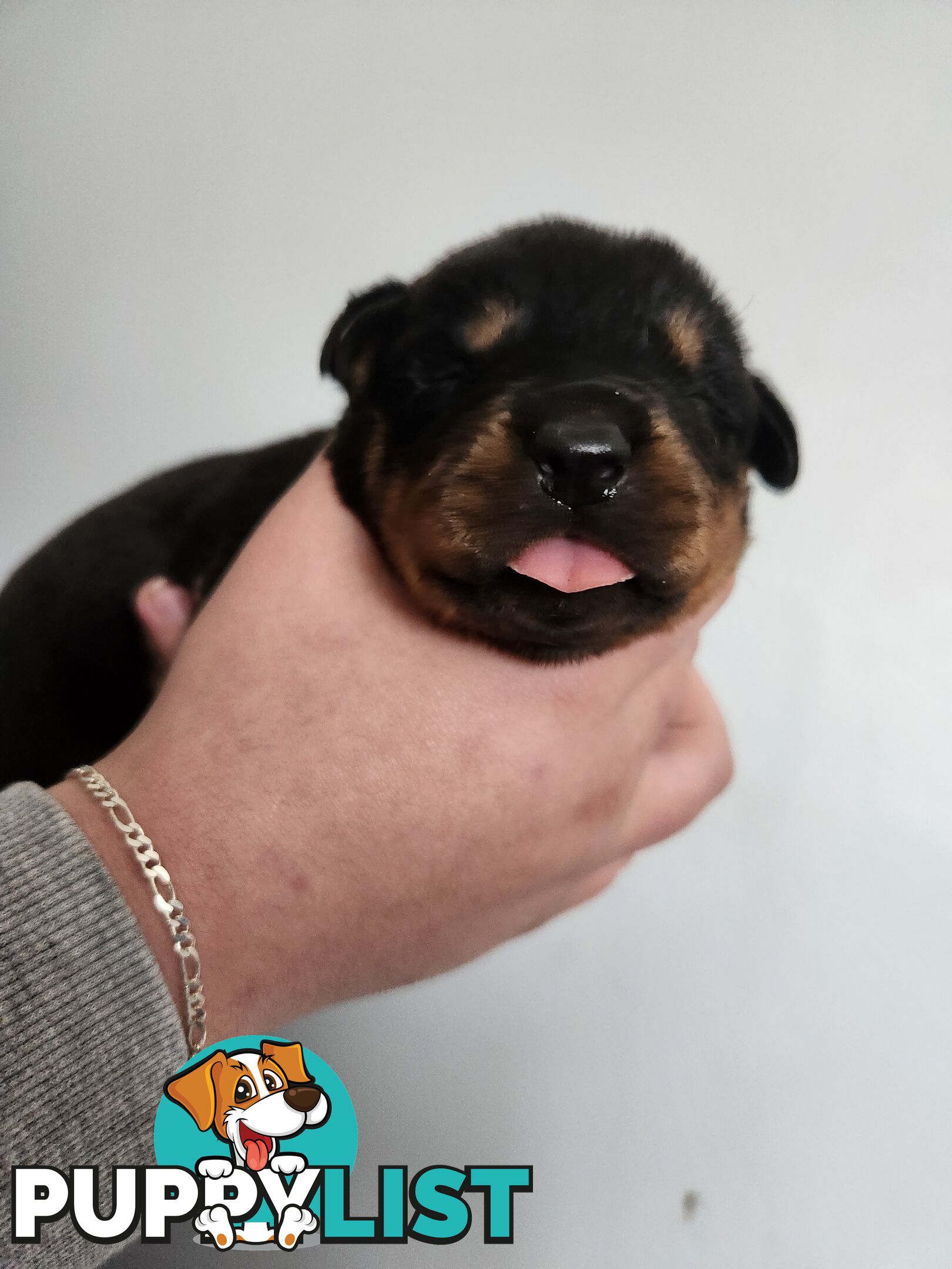 Purebred