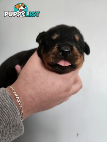 Purebred