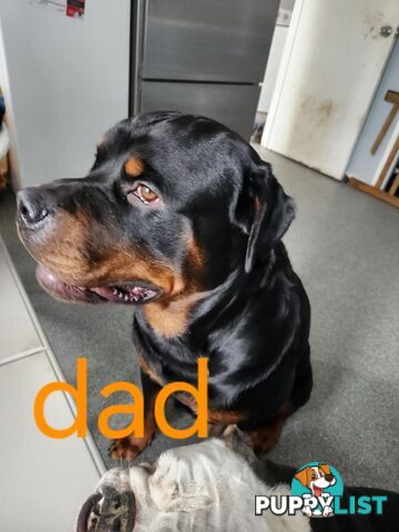 Purebred