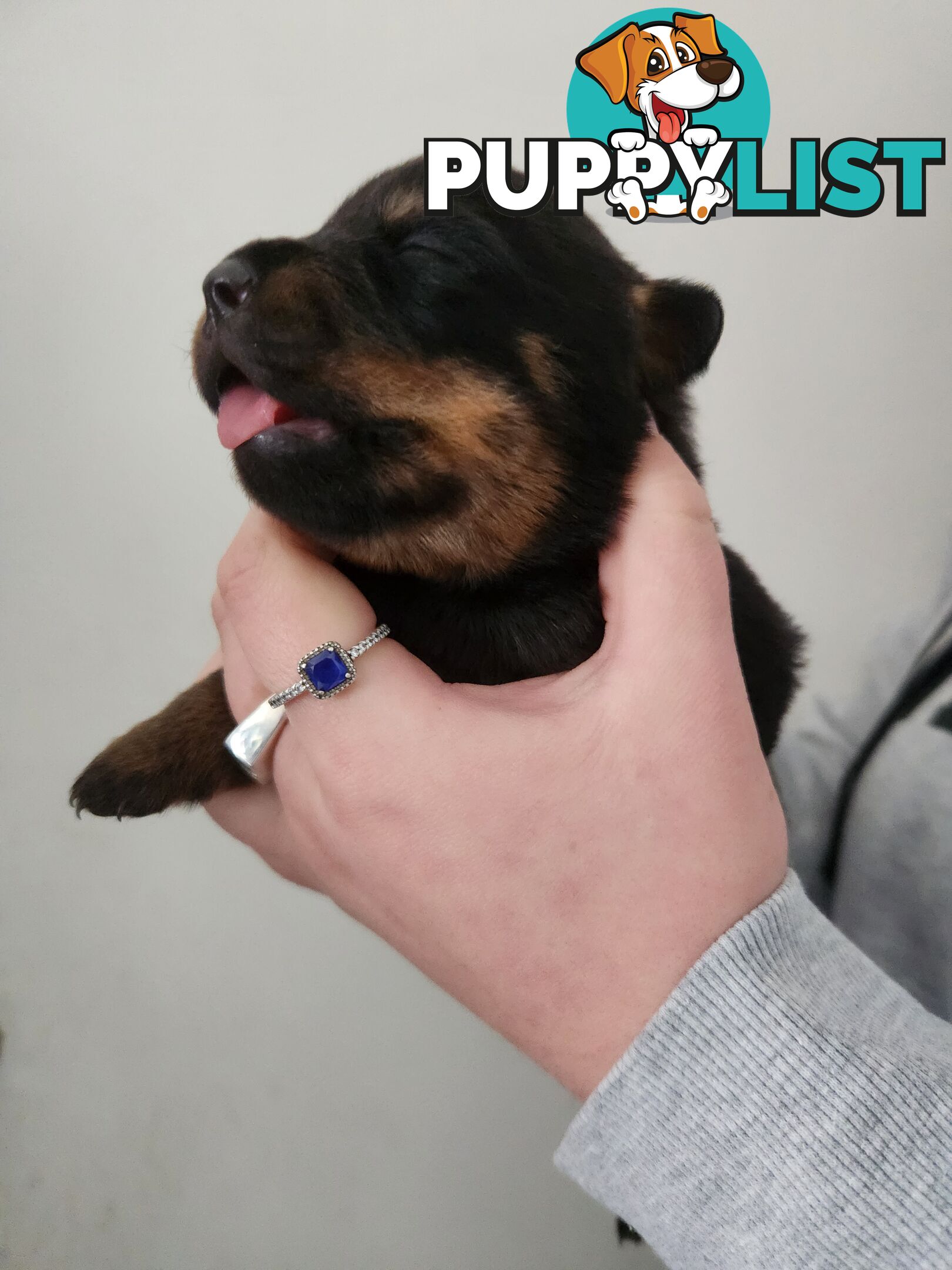 Purebred