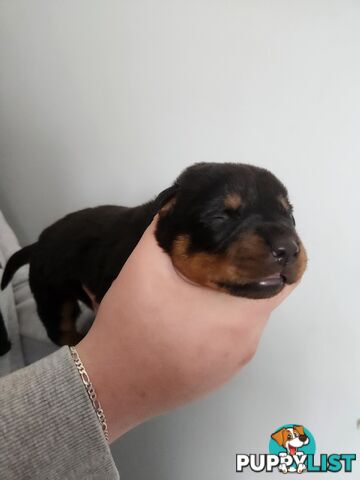 Purebred