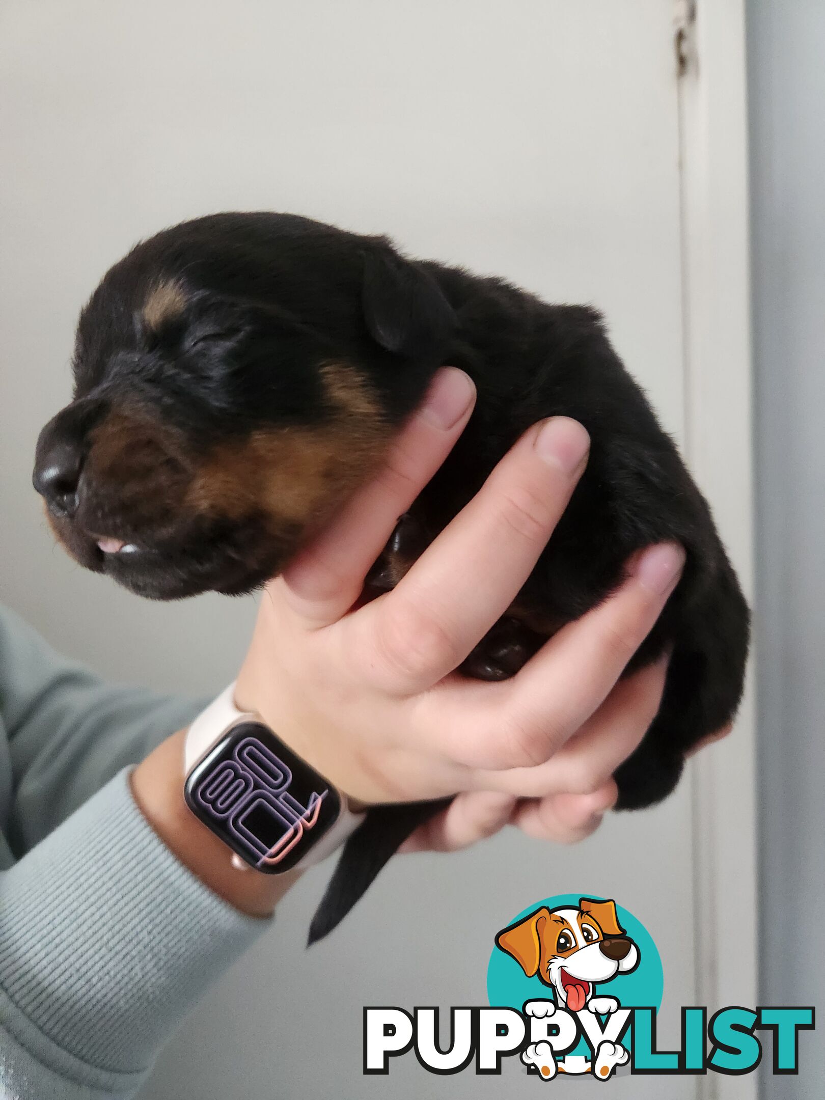 Purebred