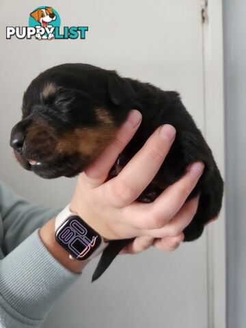 Purebred