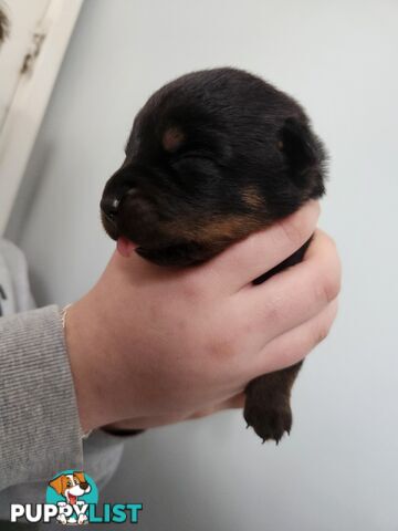 Purebred