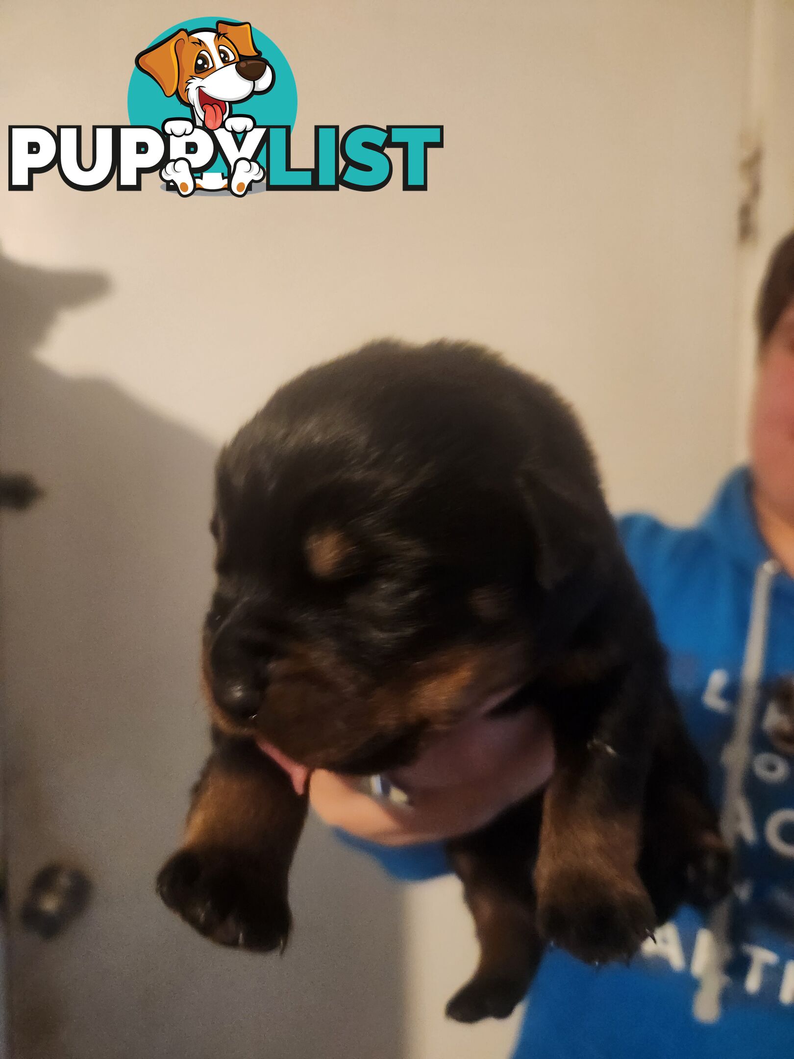 Purebred