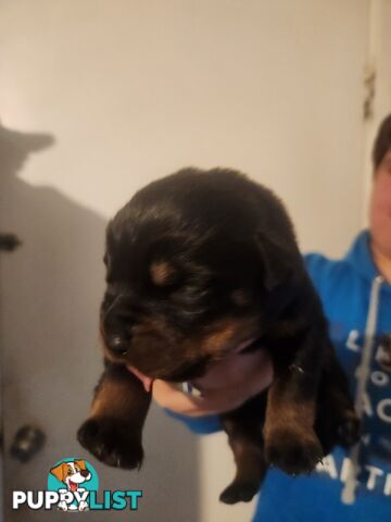 Purebred