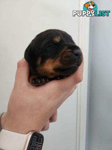 Purebred