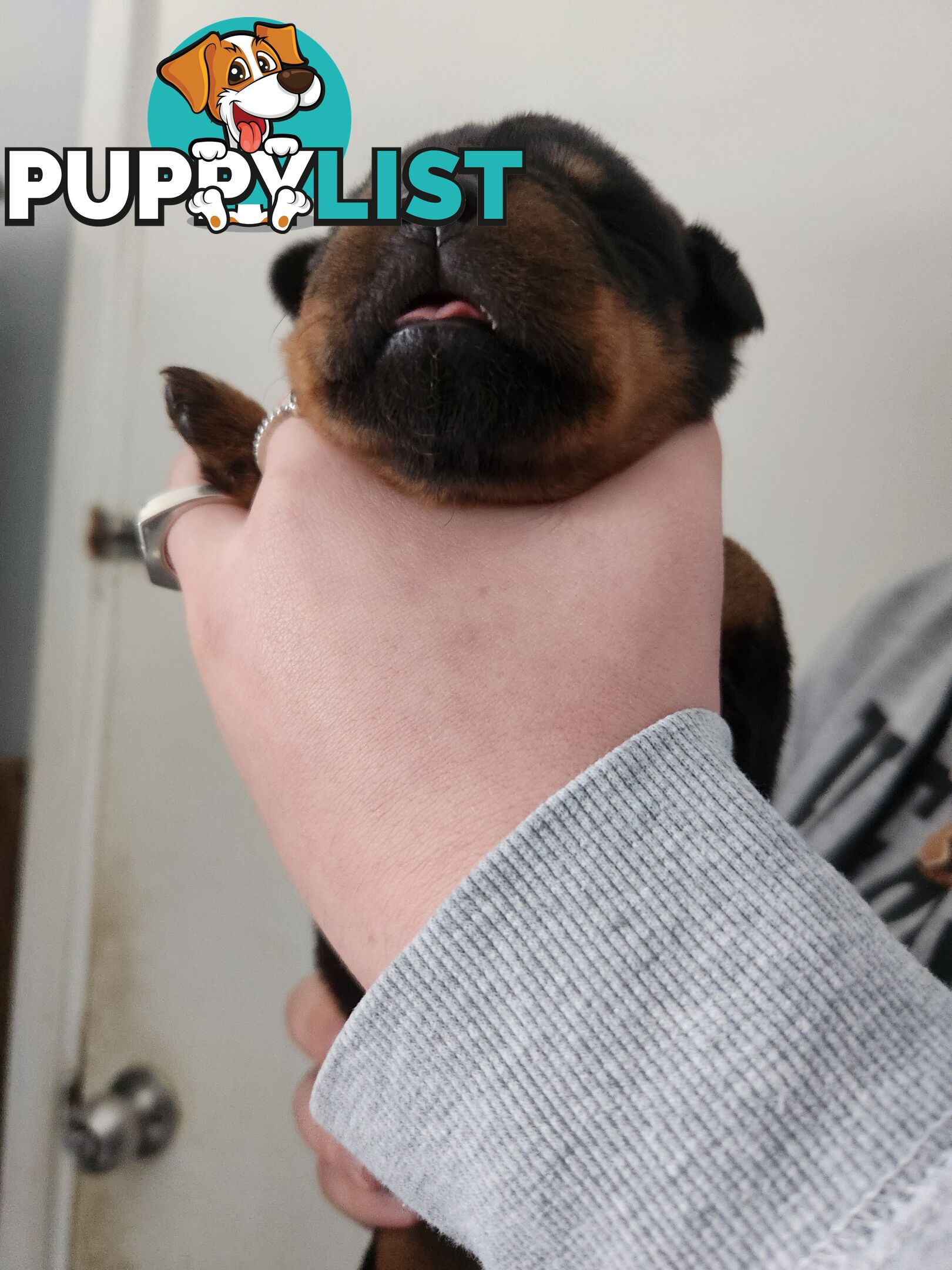Purebred