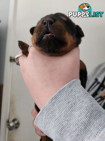 Purebred
