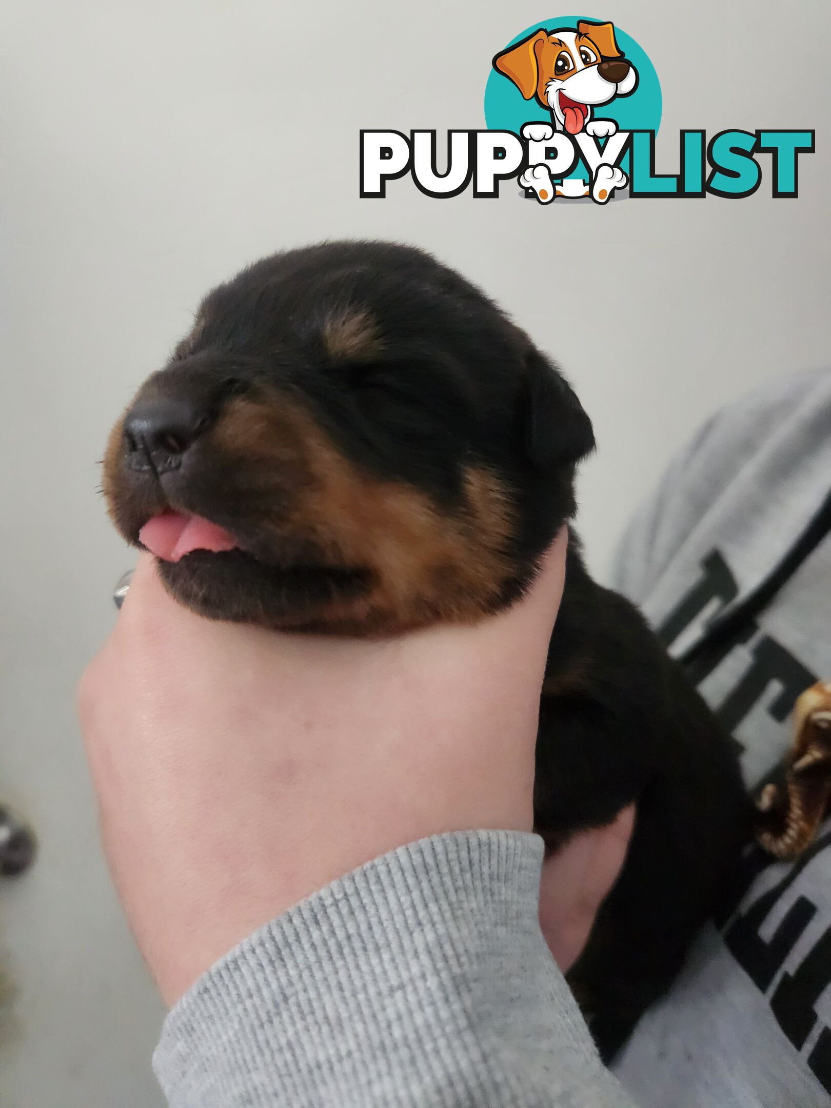 Purebred