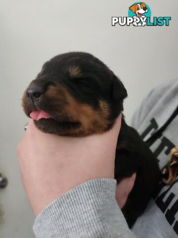 Purebred