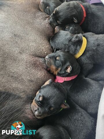 Rottweiler