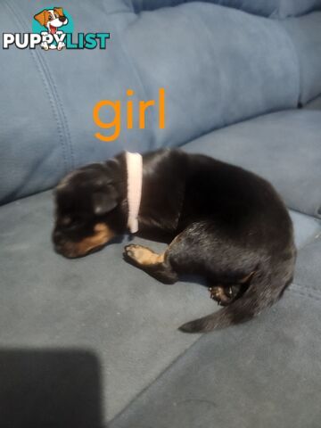 Rottweiler