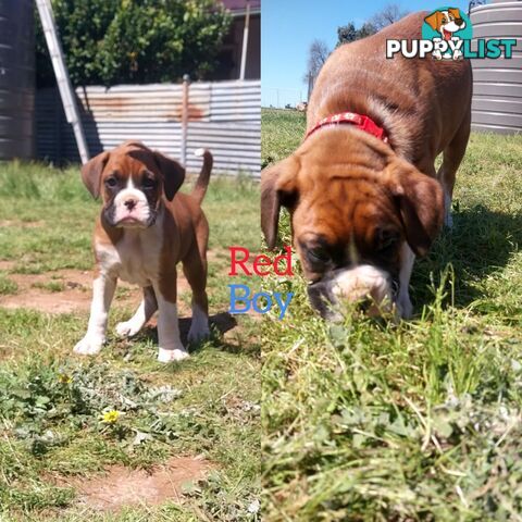 Purebred Boxer Pups