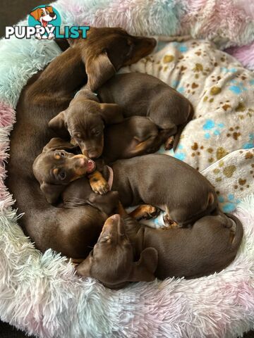 Miniature short hair Dachshund
