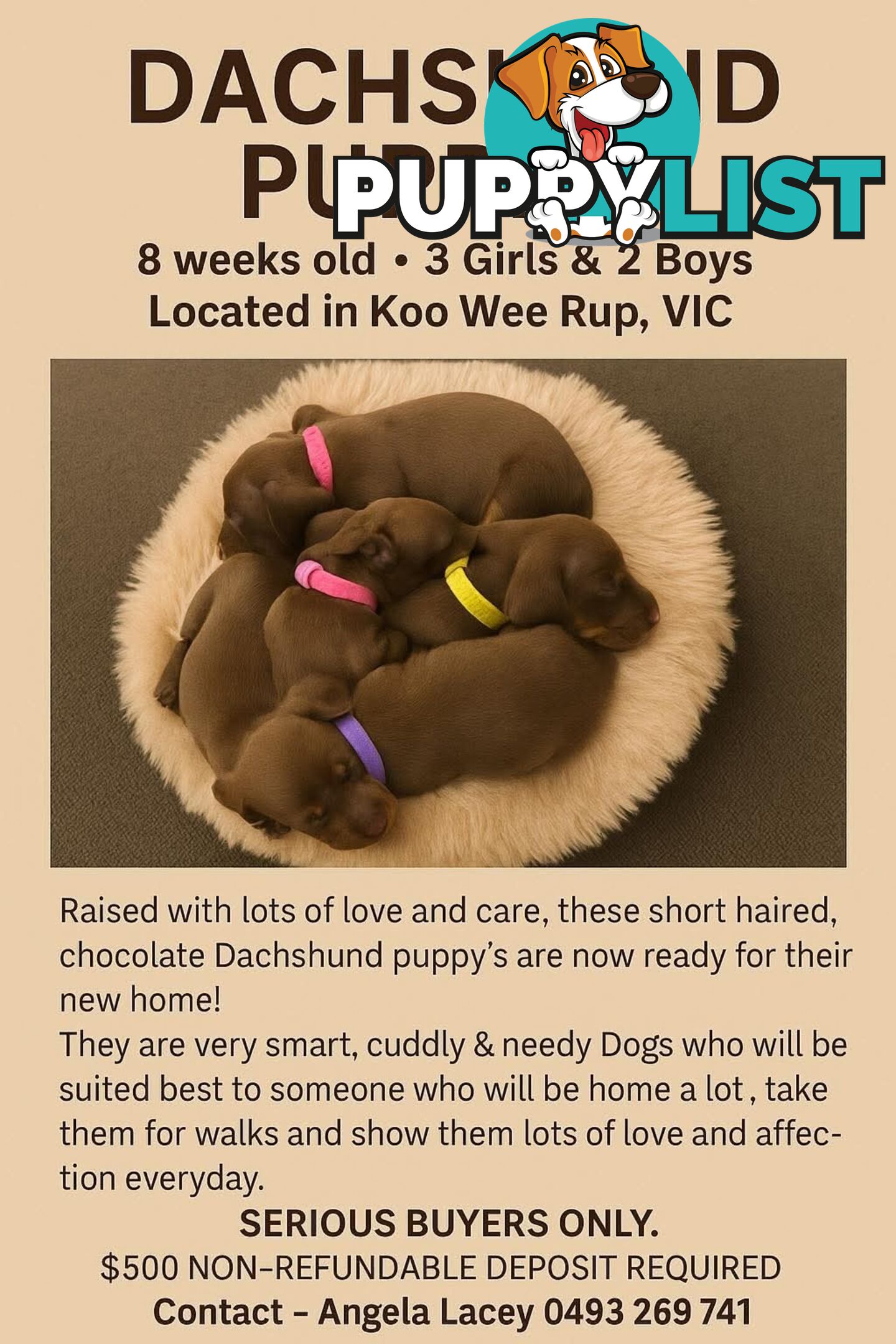 Miniature short hair Dachshund