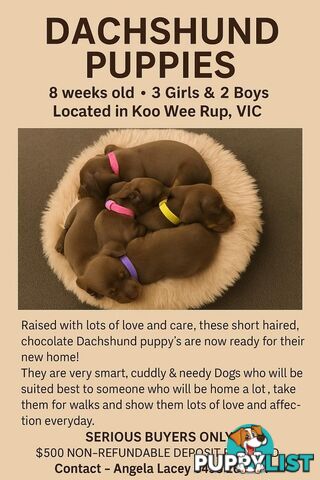 Miniature short hair Dachshund
