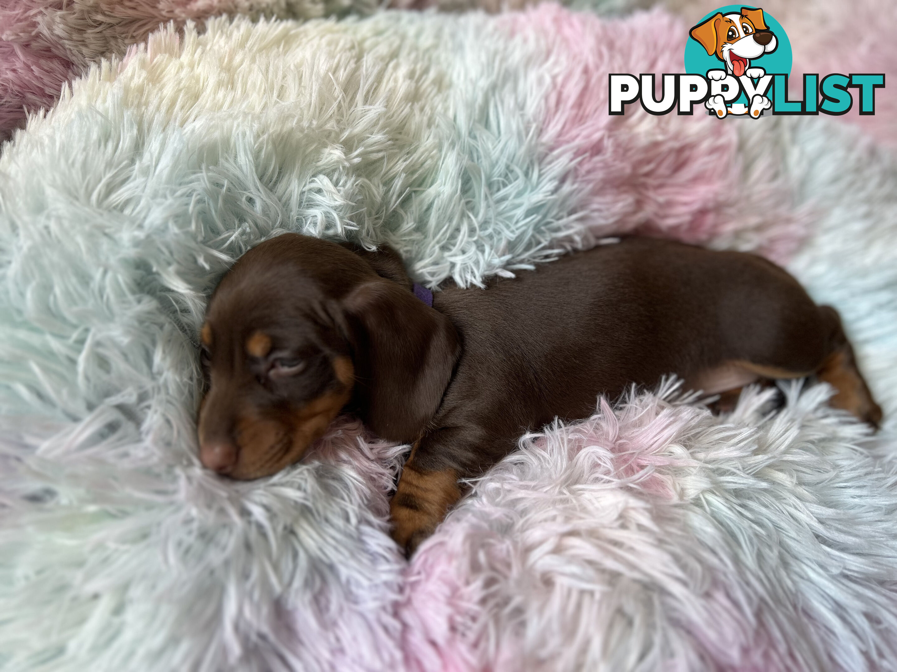 Miniature short hair Dachshund