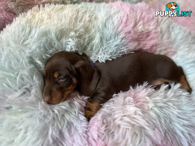 Miniature short hair Dachshund