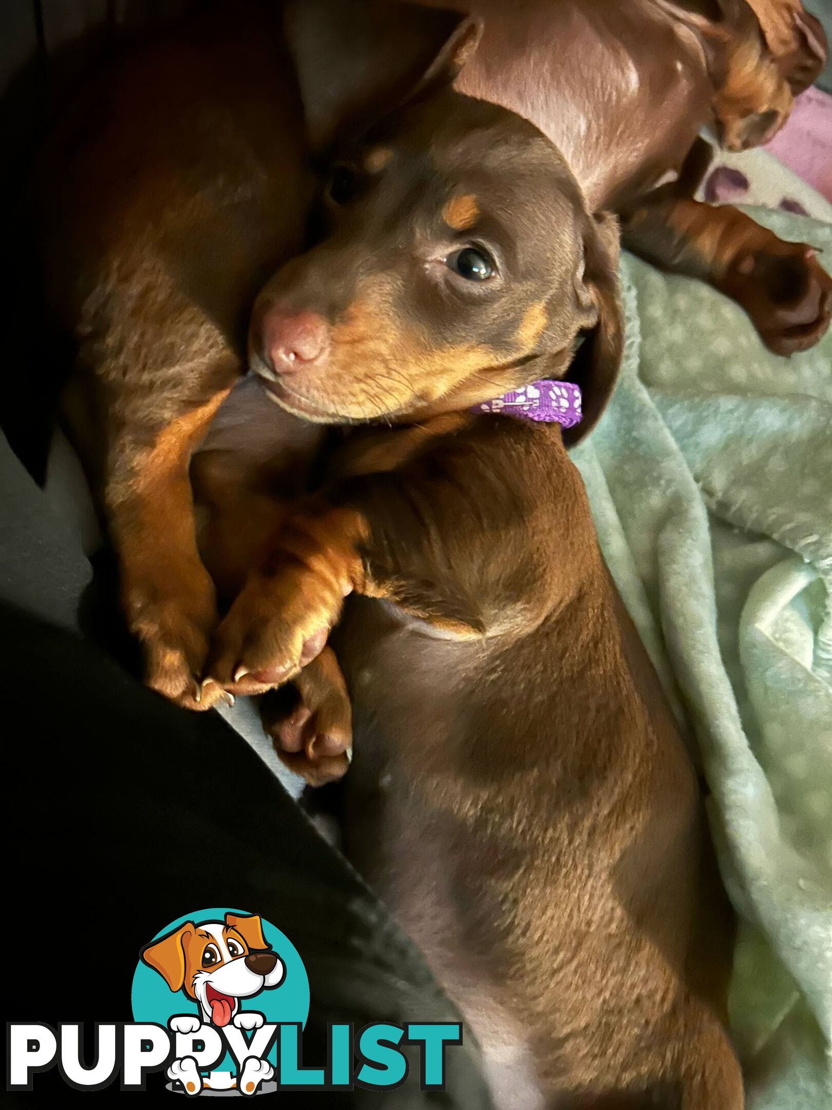 Miniature short hair Dachshund