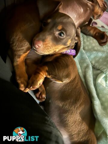 Miniature short hair Dachshund