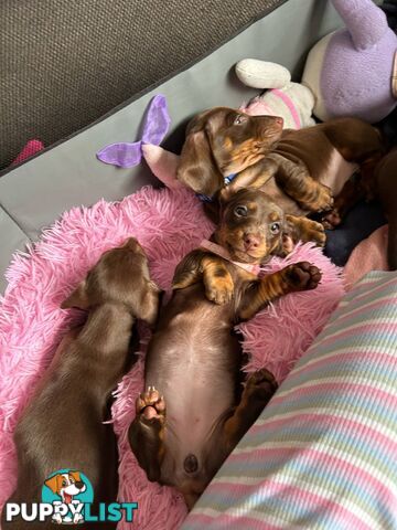 Miniature short hair Dachshund