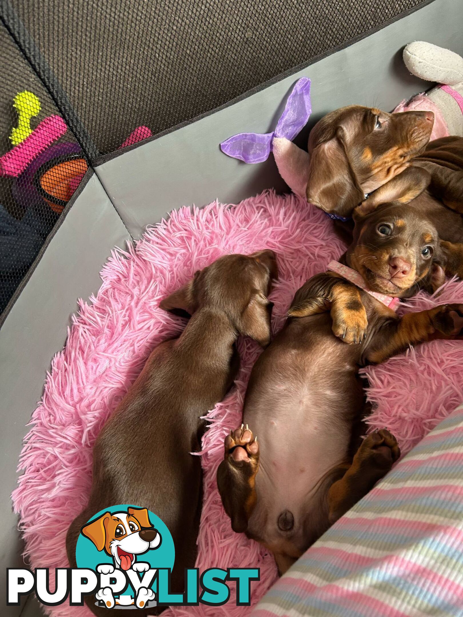 Miniature short hair Dachshund