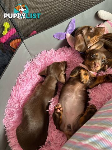 Miniature short hair Dachshund