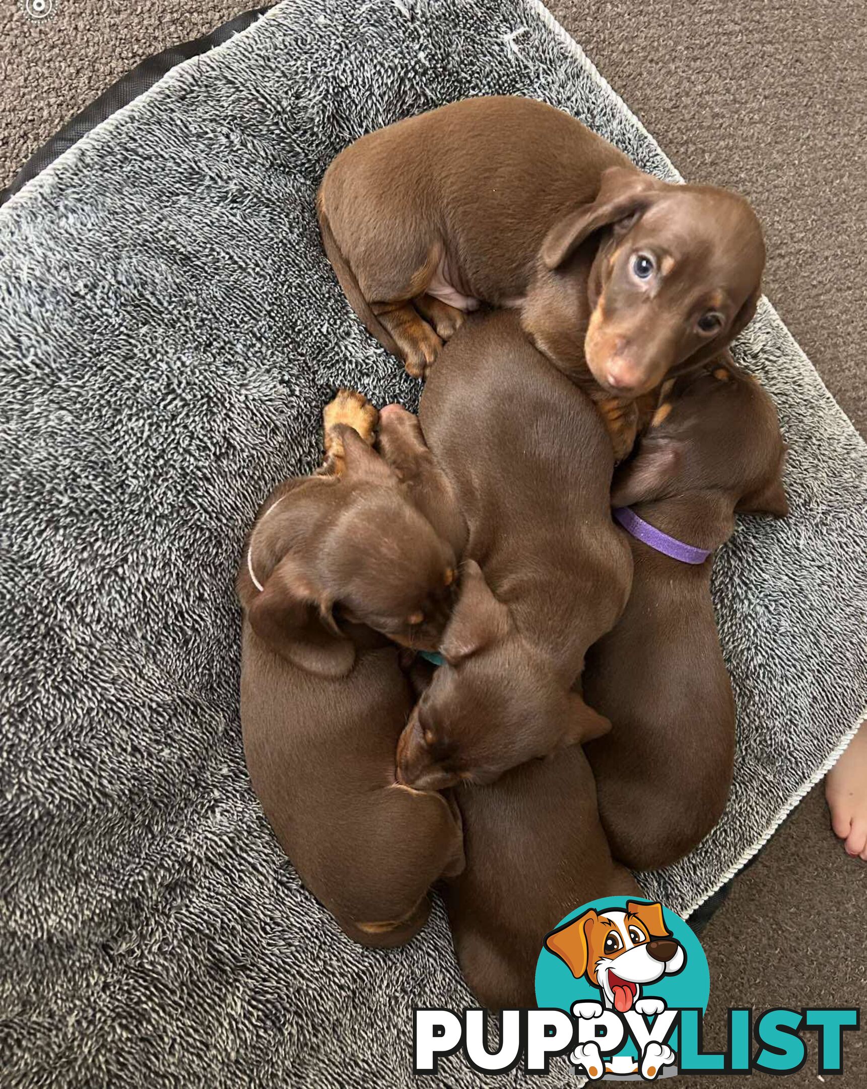 Miniature short hair Dachshund
