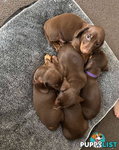 Miniature short hair Dachshund