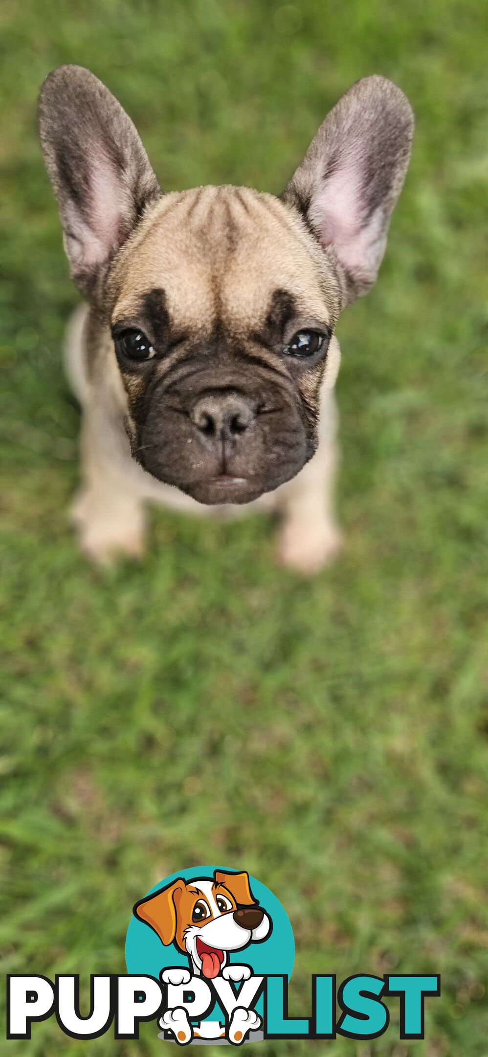 French Bull Dog Puppies