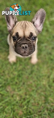 French Bull Dog Puppies